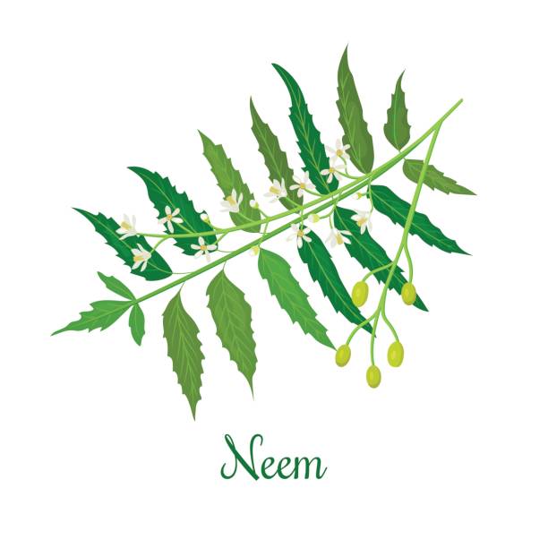 Home-made Face packs with Neem